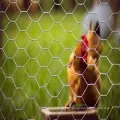 Home Garden Chicken Hexagonal Drahtnetznetzzaun